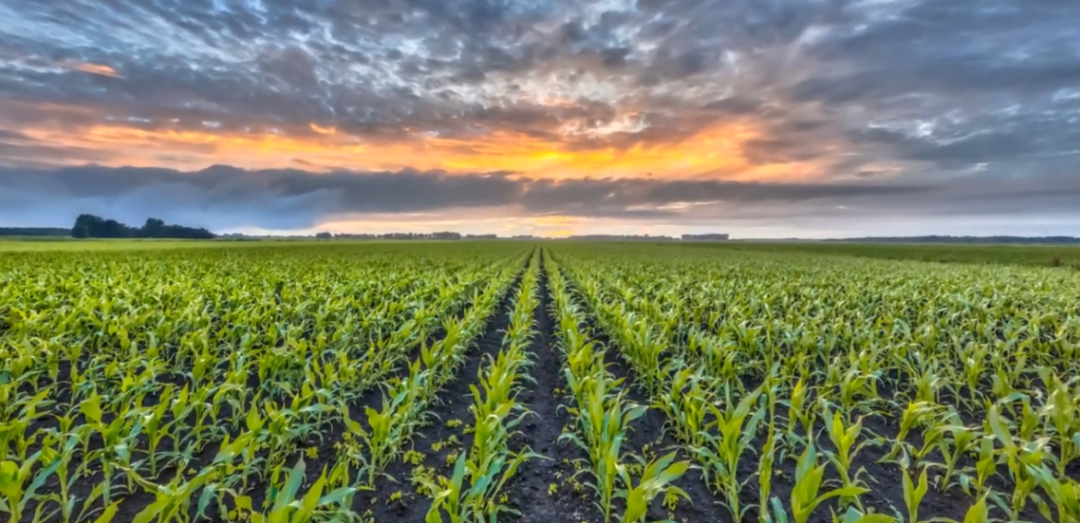 field of corn plants early summer with sunset in the background